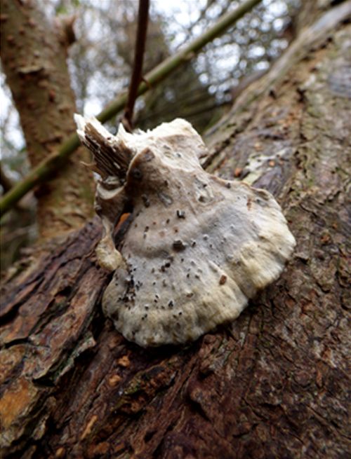 A whitish-grey to brown upper surface taken from crack willow in Laindon, Essex